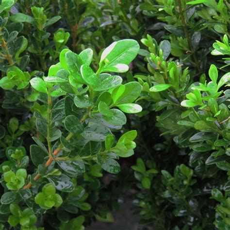 Buxus Microphylla Var Baby Jade Boxwood SiteOne