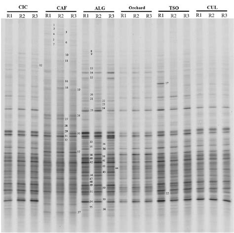 Denaturing Gradient Gel Electrophoresis Dgge Fingerprinting Profile