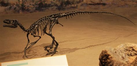 Ornitholestes - Facts and Figures