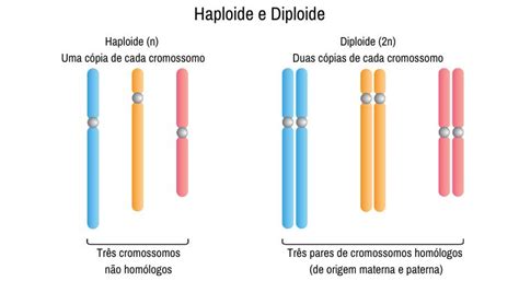 Hereditariedade o que é leis tipos história PrePara ENEM