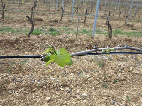 Gelées tardives du 18 au 23 avril De très gros dégâts sur les vignes