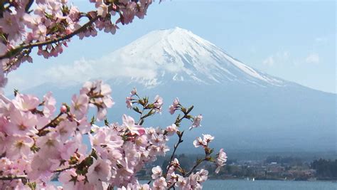 Cherry blossoms and Mt Fuji at lake Kawaguchiko in Japan 富士山 山 河口湖