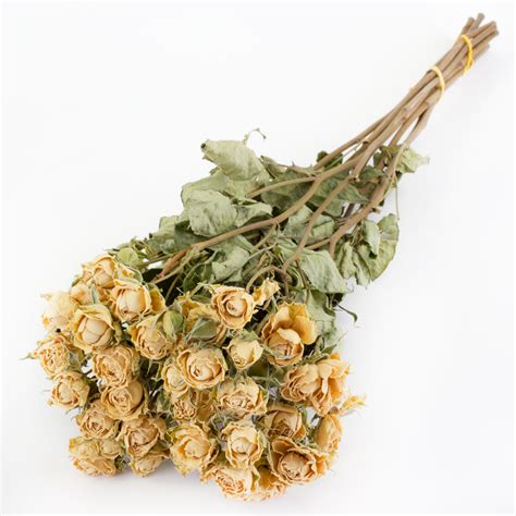 Spray Roses Dried Natural White X 10 Stems Atlas Flowers