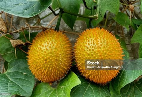 Frutas Que Tem Espinhos - 7