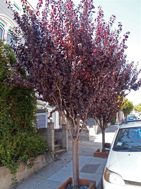 Prunus X Blireana Flowering Plum Full View Tree Care Prunus Mume