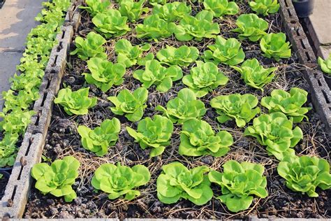 Lettuce Spacing to Grow Perfect Plants Every Time