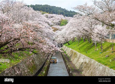 the Lake Biwa Canal with cherry blossom in Otsu city in Shiga, Japan Stock Photo - Alamy