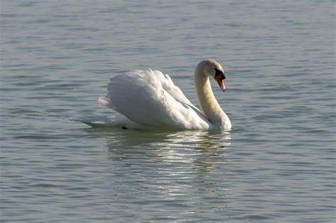 Cisne Mudo Ave Nadar Foto Gratuita No Pixabay Pixabay