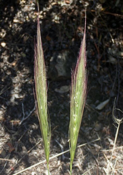 Elymus multisetus Calflora