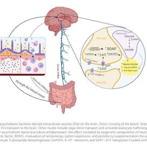 Biogenesis And Characteristics Of Bacteria Derived Extracellular