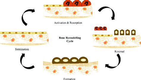 The phases of bone remodeling cycle. | Download Scientific Diagram