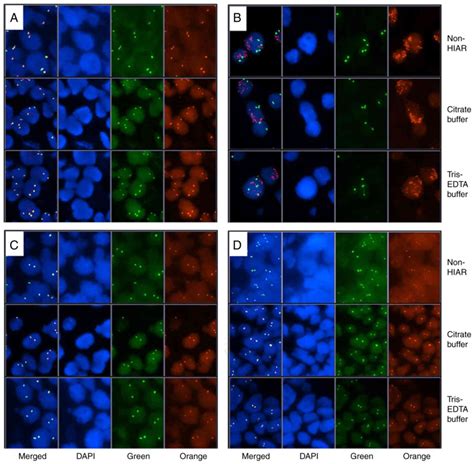 Heatinduced Antigen Retrieval In Fluorescence In Situ Hybridization