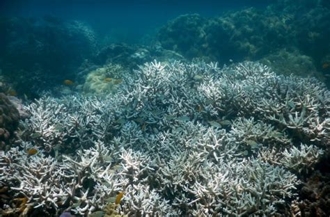 Mass Bleaching In Great Barrier Reef Kills Huge Swaths Of Coral Cbc News