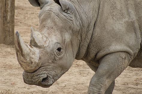 Rhinoceros Horn Thick Skin - Free photo on Pixabay - Pixabay