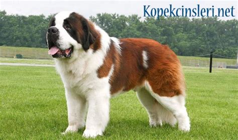 Saint Bernard Özellikleri Bakımı Nasıl Bir Köpektir