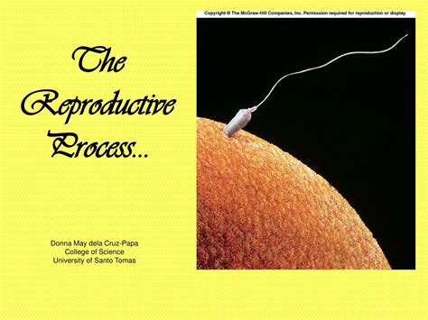 Ppt The Reproductive Process Powerpoint Presentation Free Download Id 9230482