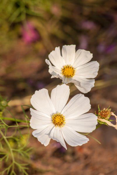 Beautiful white cosmos flower — Stock Photo © nirutdps #38940407