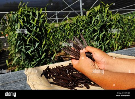 Dried Vanilla Beans Or Pods Vanilla Spice Vanilla Orchid Vanilla