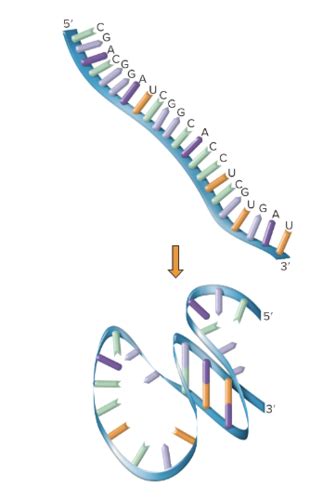 Genetics Exam Flashcards Quizlet