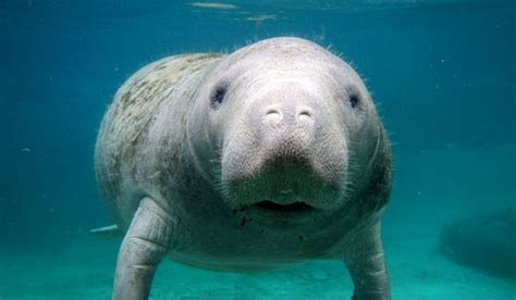 ЛАМАНТИН ᐈ Фото и описание