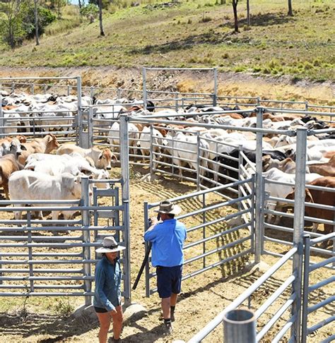 Benefits of Working with ProWay Livestock Equipment