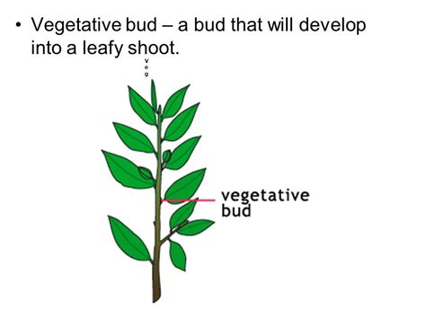 What Is A Vegetative Bud