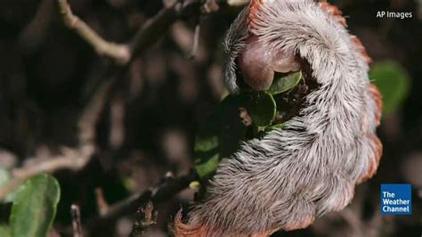 It’s Cute and Furry, But Terrifying - Videos from The Weather Channel