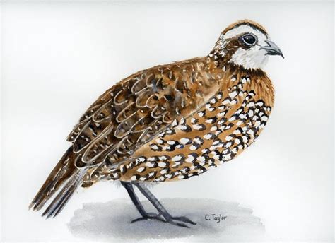 This Is A Watercolor Painting Of A Northern Bobwhite Quail Original