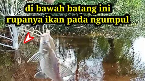 Rejeki Nomplok Dapat Spot Yg Ternyata Sarangnya Ikan Canmanchanel