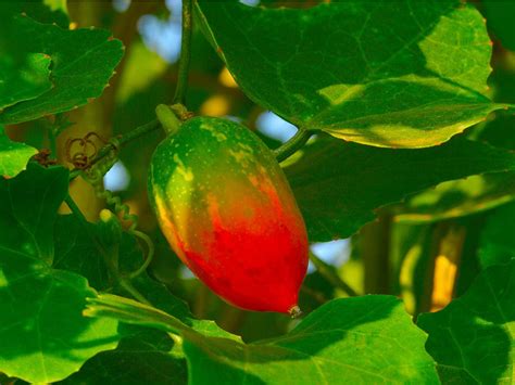 What Is A Scarlet Ivy Gourd: Learn About Growing Scarlet Ivy Gourds