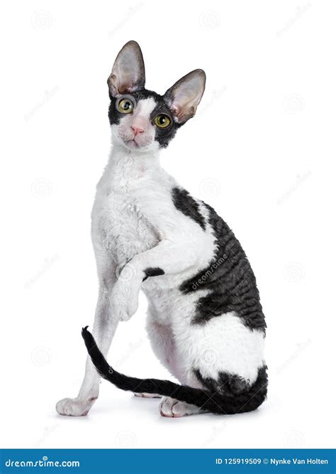 Amazing Black Bicolor Cornish Rex Cat On White Background Stock Image