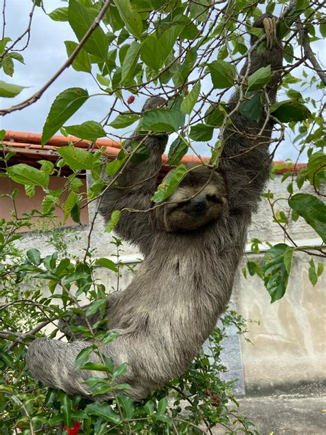 Guarda Municipal resgata bicho preguiça em Itaipuaçu Prefeitura de Maricá