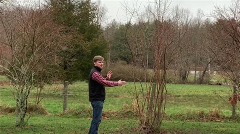 How To Prune Your Blueberry Bush Like A Pro