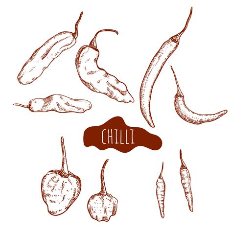 Chili pepper hand drawn set 1103085 Vector Art at Vecteezy