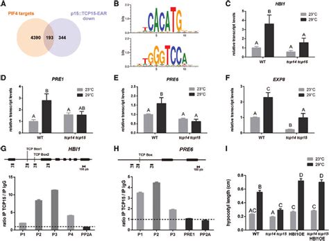 Tcp Targets Pif Target Genes Involved In Cell Growth A Venn