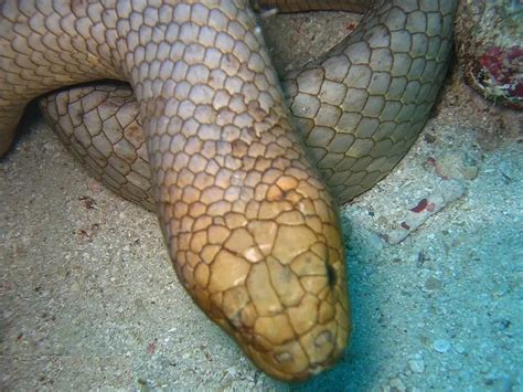 Olive Sea Snake | The Animal Facts | Appearance, Diet, Habitat