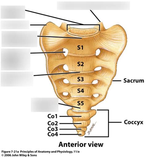 Coccygeal Vertebrae