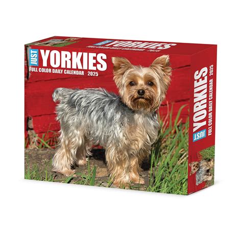 Yorkshire Terrier Kalender 2025 Boxed Kopen Bestel Eenvoudig Online