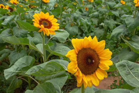 Campos De Flores Em Holambra Tudo Que Voc Precisa Saber