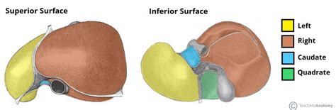 Liver Cysts Teachmesurgeryteachmesurgery