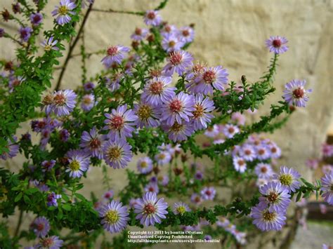 Photo Of The Bloom Of Heath Aster Symphyotrichum Ericoides Blue Star