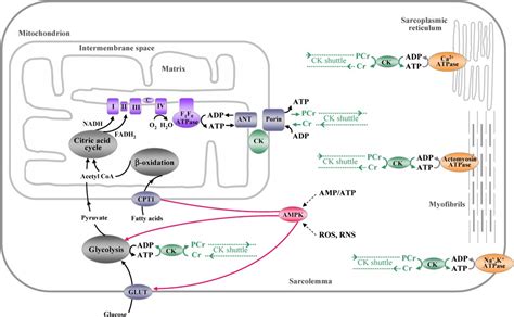 Alterations In Myocardial Energy Metabolism Induced By The Anti Cancer