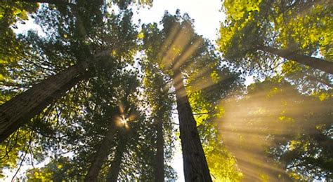 DEL NORTE COAST REDWOODS STATE PARK | State parks, Northern california ...