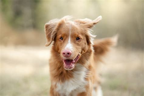 Otite canina conheça as causas os sintomas e saiba como evitar