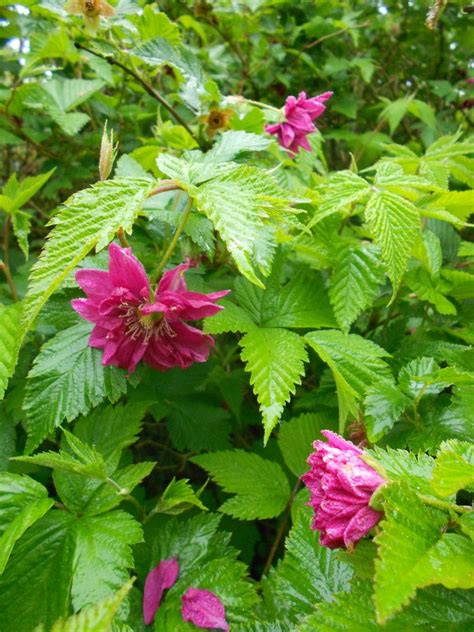 Rubus – Botanics Stories