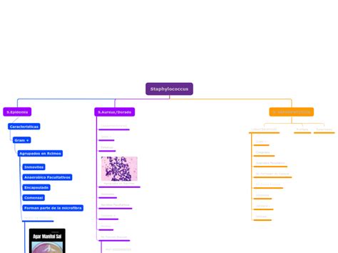 Staphylococcus Mind Map