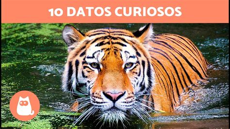 10 CURIOSIDADES sobre el TIGRE que no conocías YouTube