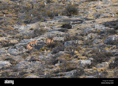 Puma in Torres del Paine National park, Chile Stock Photo - Alamy