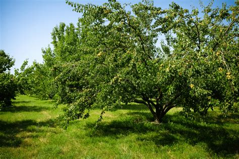Apricot Tree: Can You Really Grow It On Your Own? - Arbor Facts