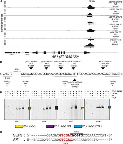 Figure 4 From FT Modulates Genome Wide DNA Binding Of The BZIP